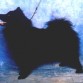 Glivia de Mhunner la Eurasier hembra con mas titulos de España de todos los tiempos tiene los titulos de Campeona Internacional, España, Portugal, Gibraltar. Del club. B.I.S. monografica.